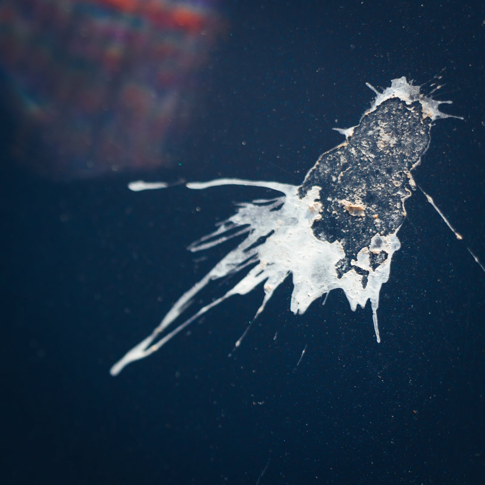 Des fientes d’oiseaux incrustées sur votre peinture ? Voici ce qu’il faut faire